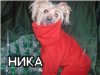   nikusik