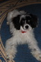   Lusi