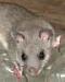   glis-glis