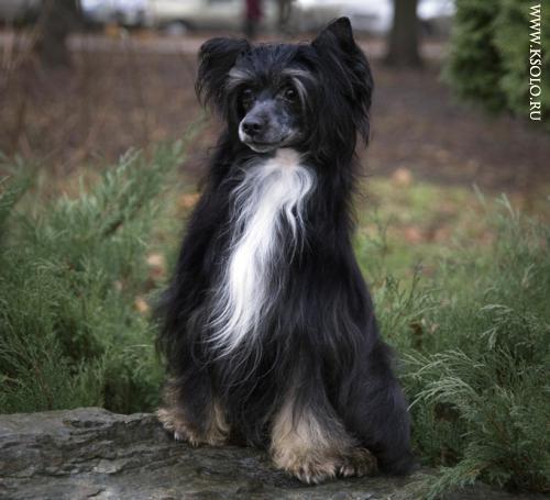 �������, ����� ����������� ��������