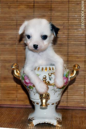 �������, ����� ����������� ��������