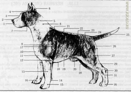 �������, ����� ����������� ��������