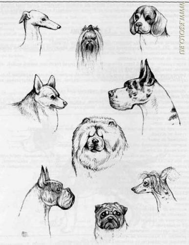 �������, ����� ����������� ��������