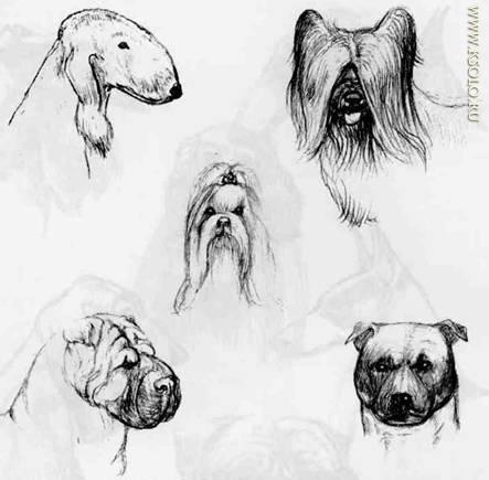 �������, ����� ����������� ��������