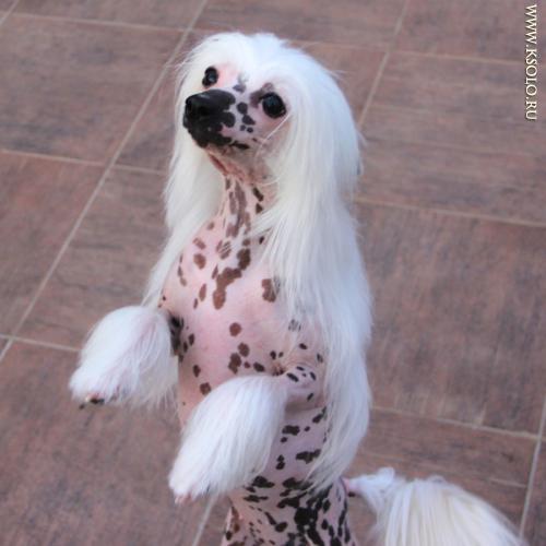 �������, ����� ����������� ��������