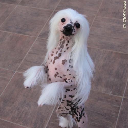 �������, ����� ����������� ��������