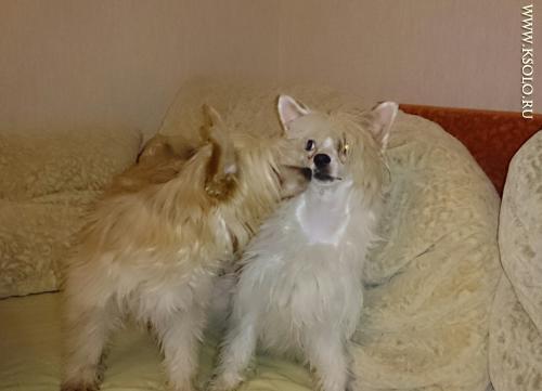 �������, ����� ����������� ��������