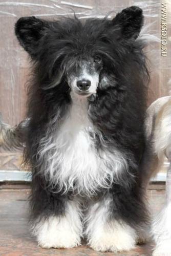 �������, ����� ����������� ��������