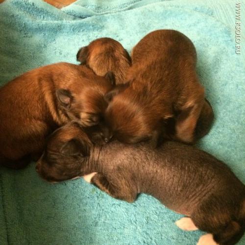 �������, ����� ����������� ��������