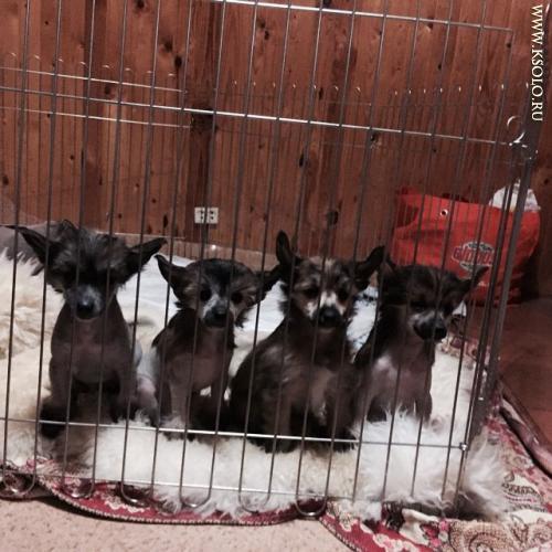 �������, ����� ����������� ��������