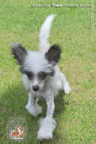 �������, ����� ����������� ��������