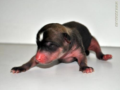 �������, ����� ����������� ��������