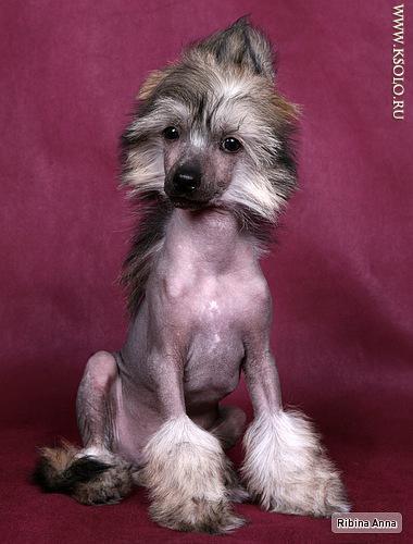 �������, ����� ����������� ��������