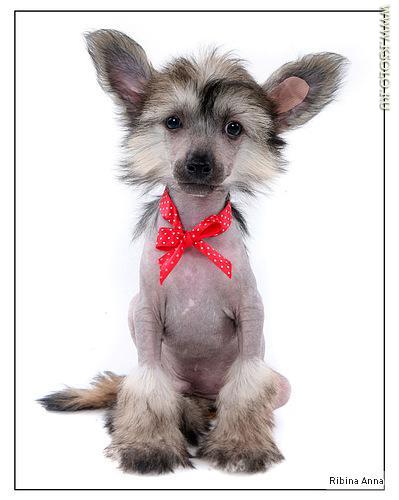 �������, ����� ����������� ��������