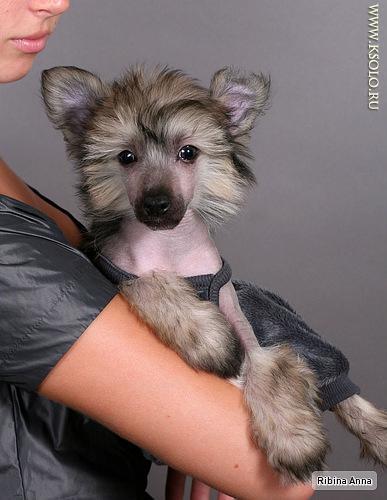 �������, ����� ����������� ��������