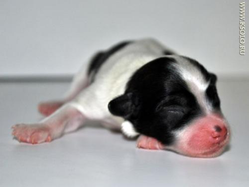 �������, ����� ����������� ��������