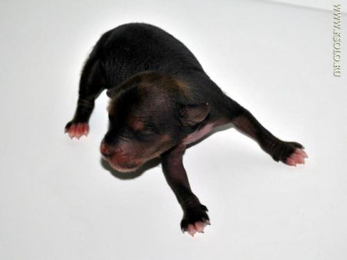 �������, ����� ����������� ��������