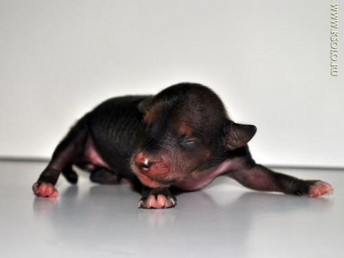 �������, ����� ����������� ��������