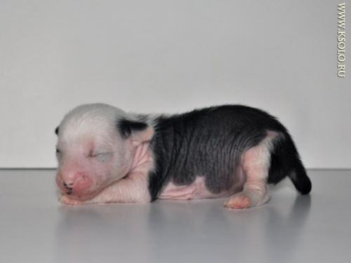 �������, ����� ����������� ��������