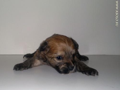 �������, ����� ����������� ��������