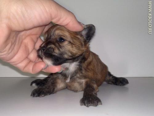 �������, ����� ����������� ��������