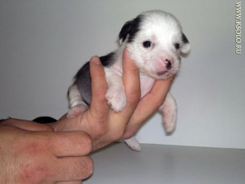 �������, ����� ����������� ��������