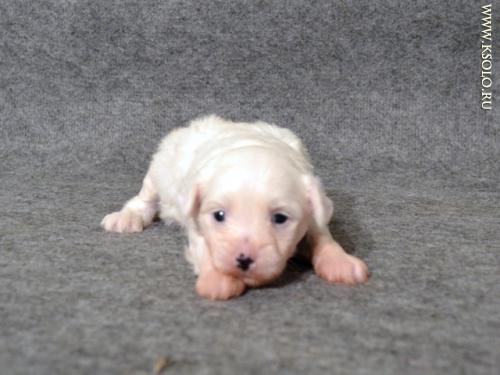 �������, ����� ����������� ��������