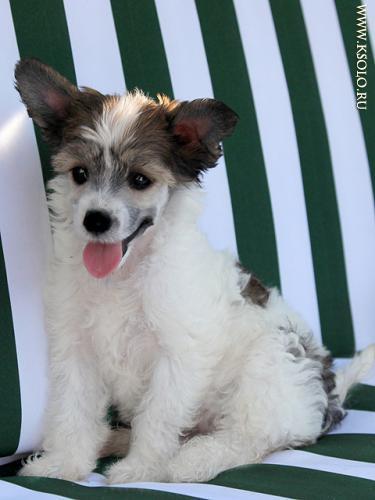 �������, ����� ����������� ��������