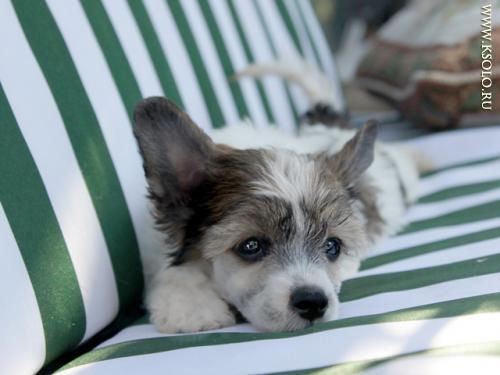 �������, ����� ����������� ��������