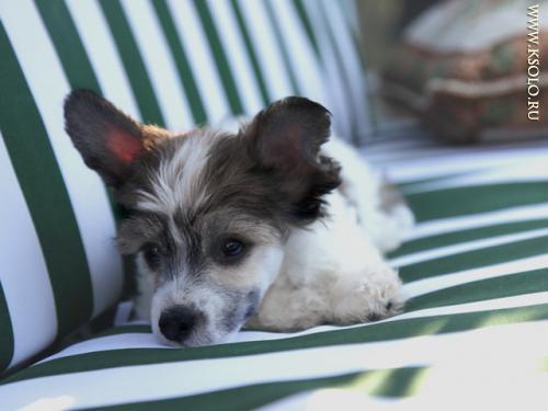 �������, ����� ����������� ��������