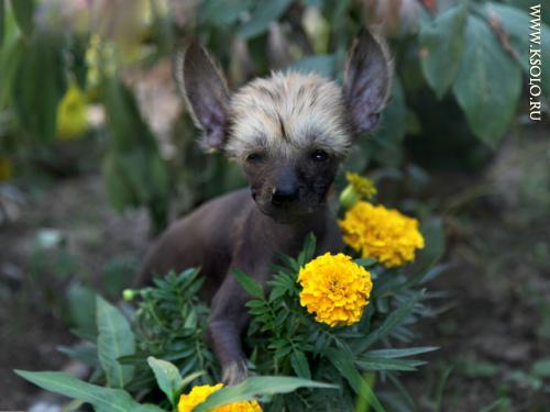 �������, ����� ����������� ��������