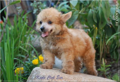 �������, ����� ����������� ��������