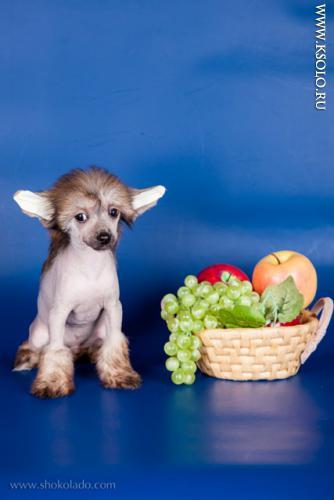 �������, ����� ����������� ��������