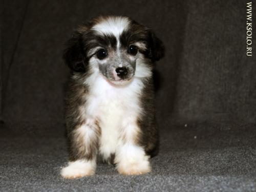 �������, ����� ����������� ��������