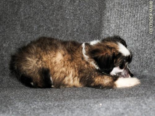 �������, ����� ����������� ��������