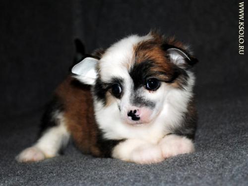 �������, ����� ����������� ��������