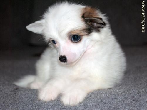 �������, ����� ����������� ��������