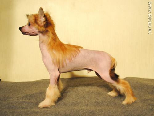 �������, ����� ����������� ��������