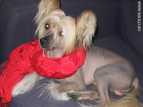 �������, ����� ����������� ��������