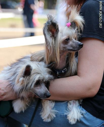 �������, ����� ����������� ��������