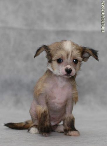 �������, ����� ����������� ��������