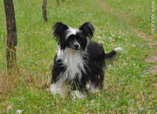 �������, ����� ����������� ��������