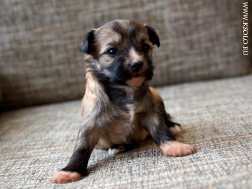 �������, ����� ����������� ��������