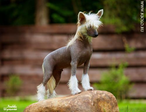 �������, ����� ����������� ��������