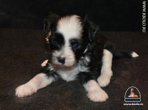 �������, ����� ����������� ��������