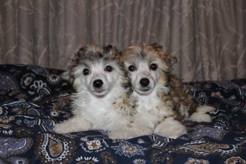 �������, ����� ����������� ��������