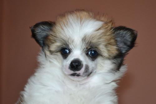 �������, ����� ����������� ��������