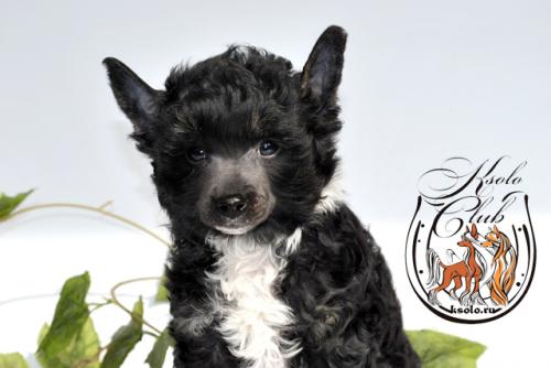 �������, ����� ����������� ��������