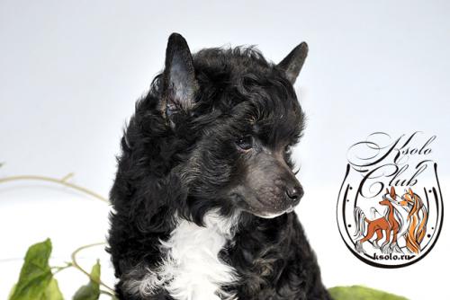 �������, ����� ����������� ��������