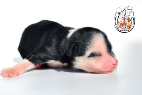 �������, ����� ����������� ��������